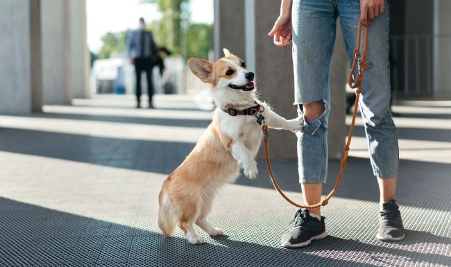 a dog sitting on a leash